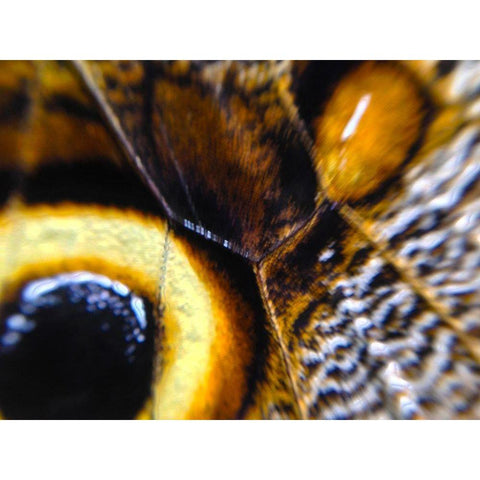 Butterfly Wing I Black Modern Wood Framed Art Print by Grayscale