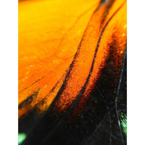 Butterfly Wing II Black Modern Wood Framed Art Print with Double Matting by Grayscale