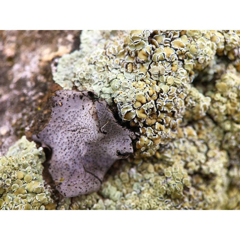 Lichen I Black Modern Wood Framed Art Print by Grayscale