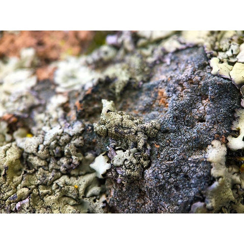 Lichen II Black Modern Wood Framed Art Print by Grayscale