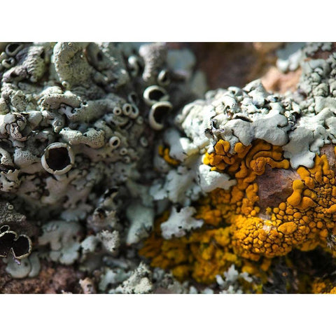 Lichen III Black Modern Wood Framed Art Print by Grayscale