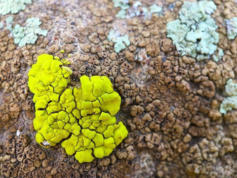 Lichen IV Black Ornate Wood Framed Art Print with Double Matting by Grayscale