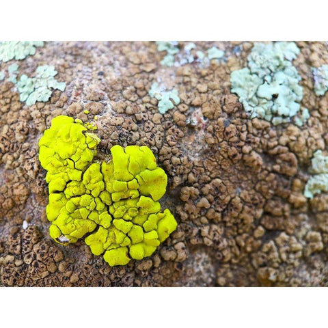 Lichen IV Black Modern Wood Framed Art Print by Grayscale