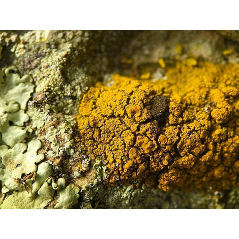 Lichen V Black Modern Wood Framed Art Print by Grayscale