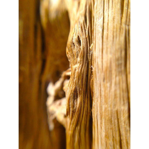 Wood Fiber I Black Modern Wood Framed Art Print with Double Matting by Grayscale