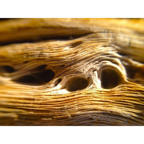 Wood Fiber II White Modern Wood Framed Art Print by Grayscale