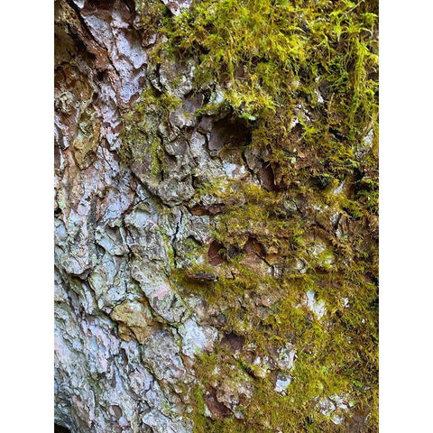 Bark and Moss I Gold Ornate Wood Framed Art Print with Double Matting by Grayscale