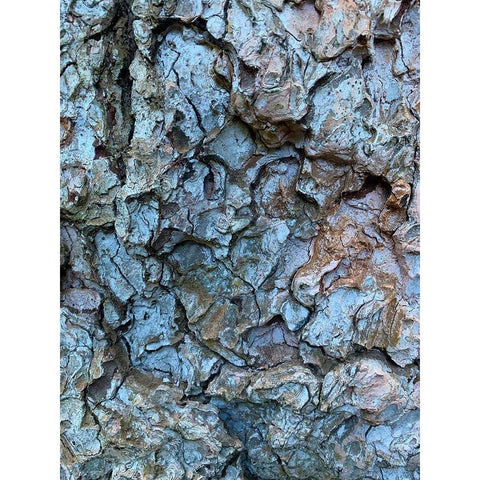 Bark Scales I Black Modern Wood Framed Art Print by Grayscale