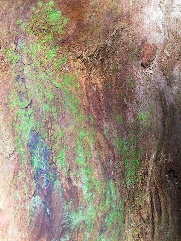 Bark and Moss III Black Ornate Wood Framed Art Print with Double Matting by Grayscale