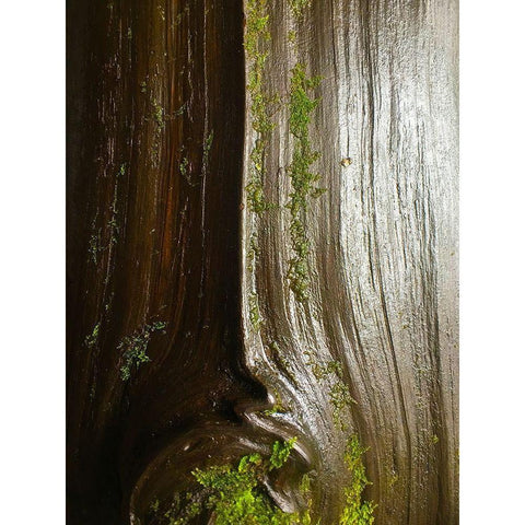Bark and Moss IV Black Modern Wood Framed Art Print with Double Matting by Grayscale