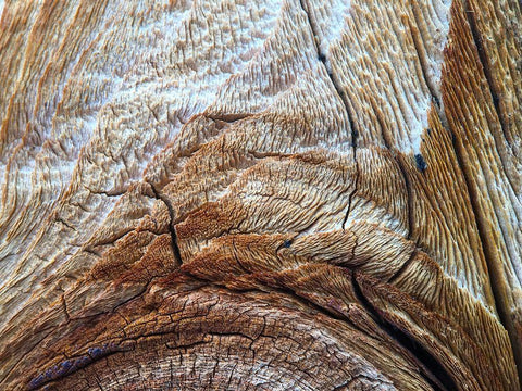 Bark Arc I Black Ornate Wood Framed Art Print with Double Matting by Grayscale