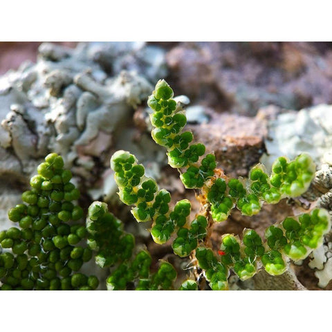 Small Plant I Black Modern Wood Framed Art Print with Double Matting by Grayscale