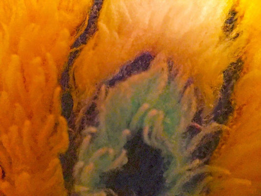 Image Only