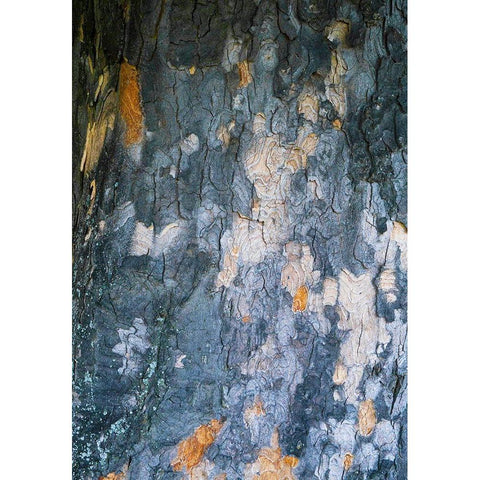 Bark Scales IV Gold Ornate Wood Framed Art Print with Double Matting by Grayscale