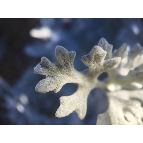 Dusty Miller I Black Modern Wood Framed Art Print by Grayscale