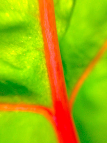 Red Branch I Black Ornate Wood Framed Art Print with Double Matting by Grayscale