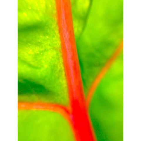 Red Branch I Black Modern Wood Framed Art Print by Grayscale