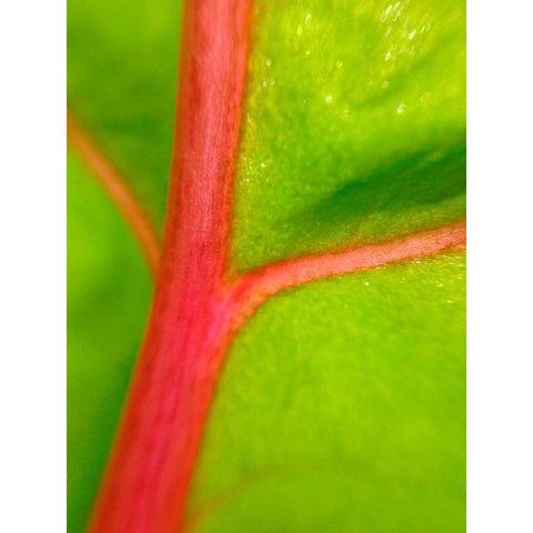 Red Branch II Gold Ornate Wood Framed Art Print with Double Matting by Grayscale