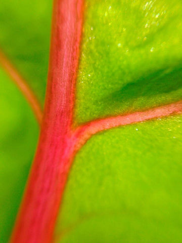 Red Branch II Black Ornate Wood Framed Art Print with Double Matting by Grayscale