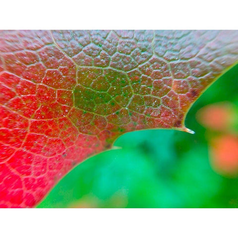 Red Leaf I Black Modern Wood Framed Art Print by Grayscale