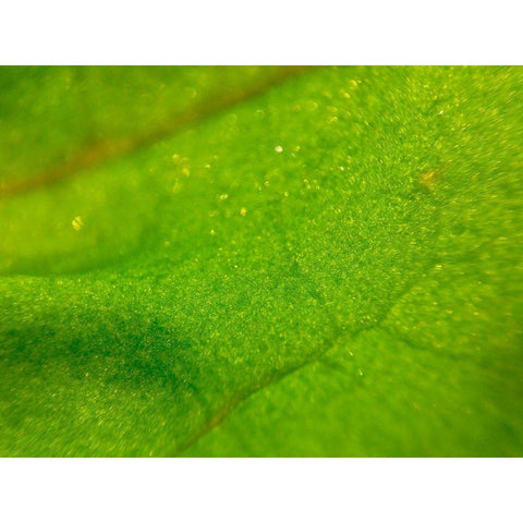 Green Leaf I Black Modern Wood Framed Art Print by Grayscale