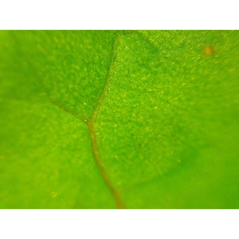 Green Leaf II White Modern Wood Framed Art Print by Grayscale