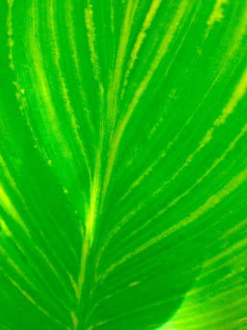 Green Leaf III White Modern Wood Framed Art Print with Double Matting by Grayscale