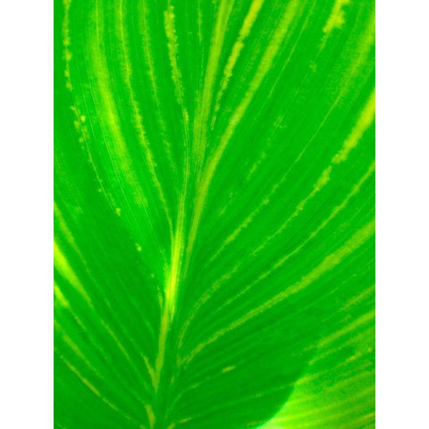 Green Leaf III Black Modern Wood Framed Art Print by Grayscale