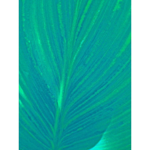 Blue Green Leaf I Black Modern Wood Framed Art Print by Grayscale