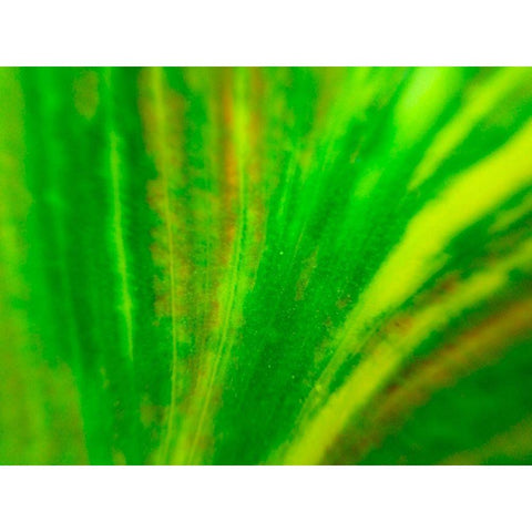 Green Leaf IV Gold Ornate Wood Framed Art Print with Double Matting by Grayscale
