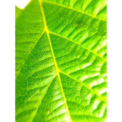 Green Leaf V White Modern Wood Framed Art Print by Grayscale