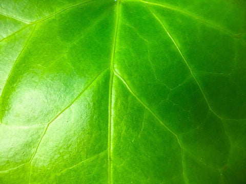 Green Leaf VI White Modern Wood Framed Art Print with Double Matting by Grayscale