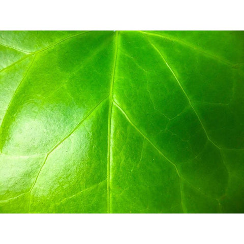 Green Leaf VI Black Modern Wood Framed Art Print by Grayscale