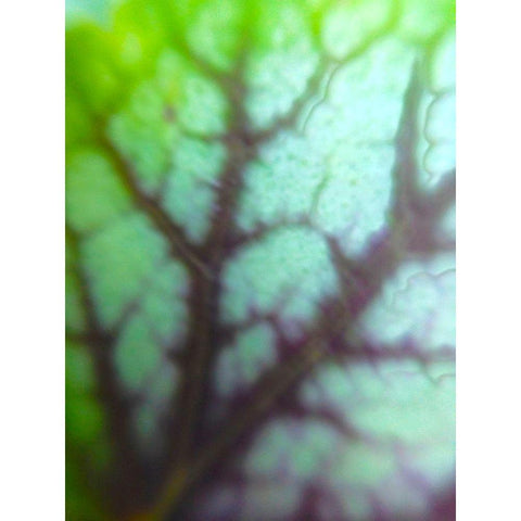 Green Leaf VIII White Modern Wood Framed Art Print by Grayscale