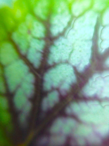 Green Leaf VIII White Modern Wood Framed Art Print with Double Matting by Grayscale