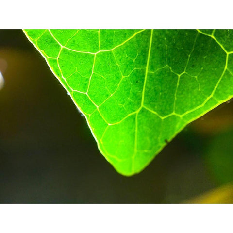 Green Leaf X Black Modern Wood Framed Art Print by Grayscale