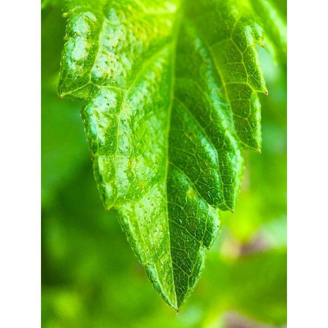 Green Leaf XI Gold Ornate Wood Framed Art Print with Double Matting by Grayscale