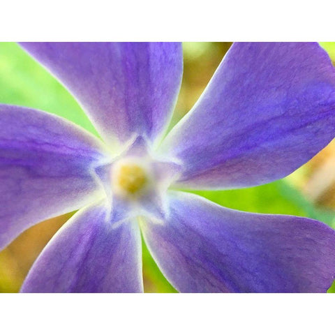 Star Flower I Black Modern Wood Framed Art Print with Double Matting by Grayscale