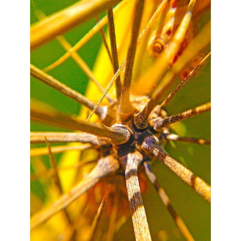 Cactus Spikes I Black Modern Wood Framed Art Print by Grayscale