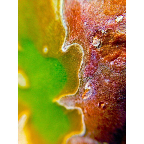 Cactus Edges II Black Modern Wood Framed Art Print with Double Matting by Grayscale