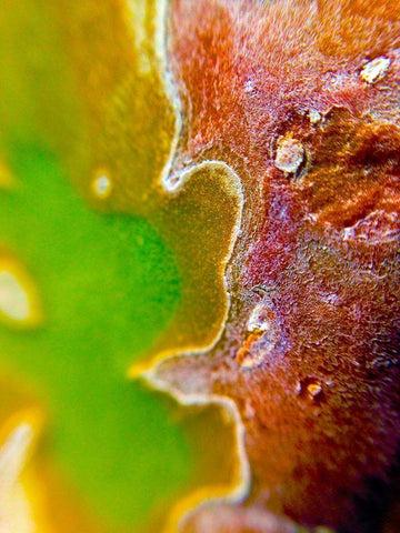 Cactus Edges II Black Ornate Wood Framed Art Print with Double Matting by Grayscale