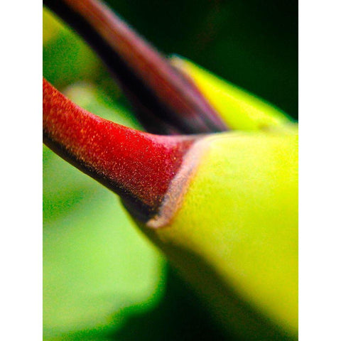 Cactus Spikes III Gold Ornate Wood Framed Art Print with Double Matting by Grayscale