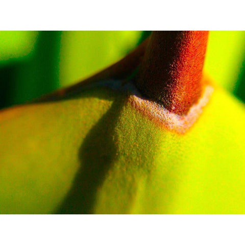 Cactus Spikes IV Gold Ornate Wood Framed Art Print with Double Matting by Grayscale