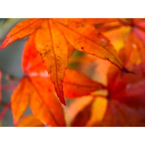 Japanese Maple I Black Modern Wood Framed Art Print by Grayscale