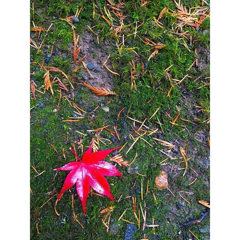 Japanese Maple III Black Modern Wood Framed Art Print by Grayscale