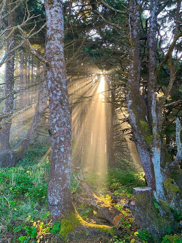 Hobbit Trail II Black Ornate Wood Framed Art Print with Double Matting by Grayscale