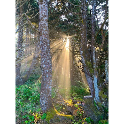 Hobbit Trail II White Modern Wood Framed Art Print by Grayscale