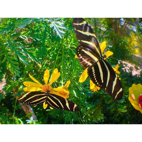 Butterflies I Gold Ornate Wood Framed Art Print with Double Matting by Grayscale