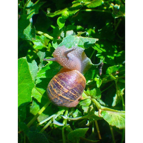 Snail Snack I Black Modern Wood Framed Art Print by Grayscale