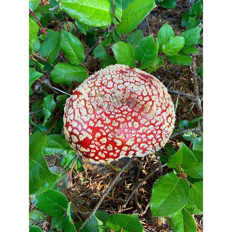 Red Mushroom I White Modern Wood Framed Art Print by Grayscale